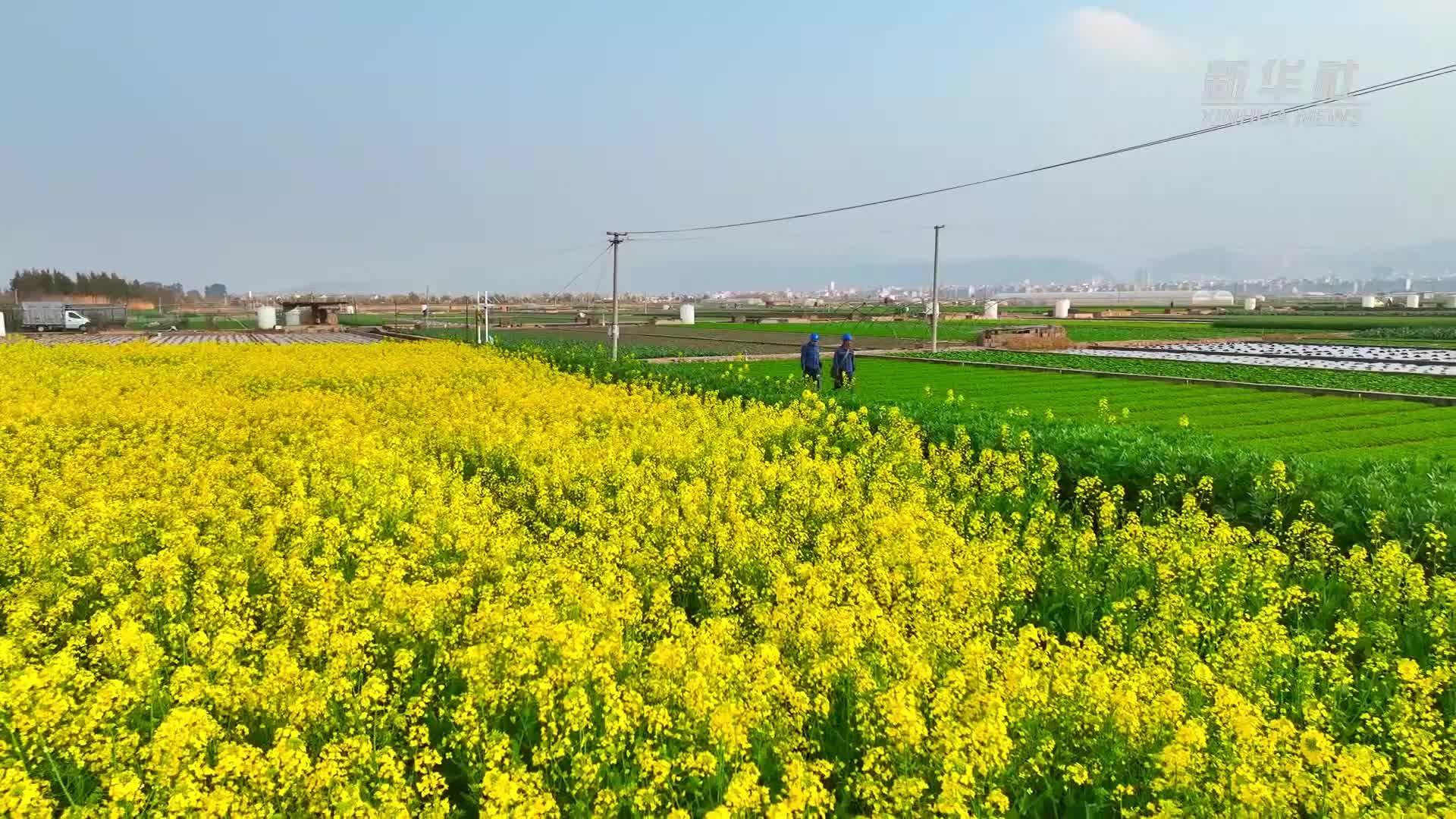 云南春耕“满格电”通海蔬菜“鲜”出国门