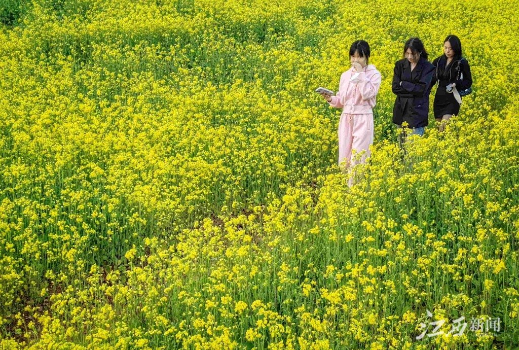 ▲踏青赏花。