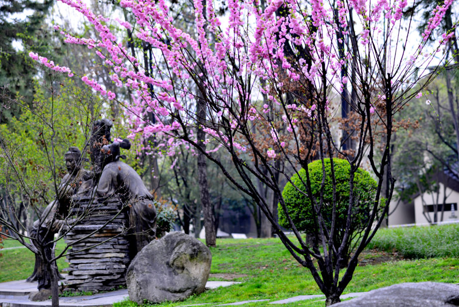 曲江早春赏花攻略 请签收!
