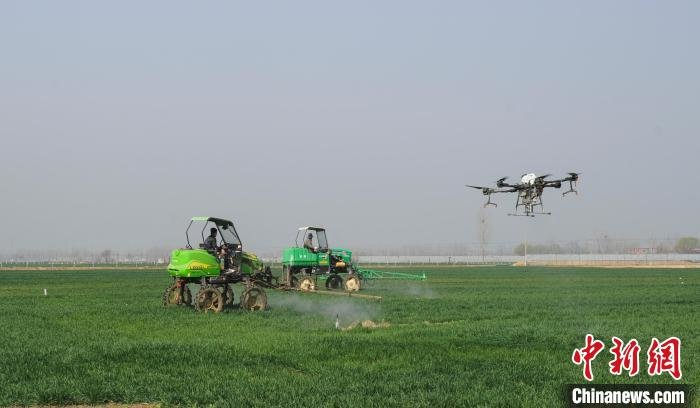 山东省枣庄市薛城区周营镇高标准农田，农民驾驶自走式高杆喷雾机对小麦进行喷药作业。　洪晓东 摄