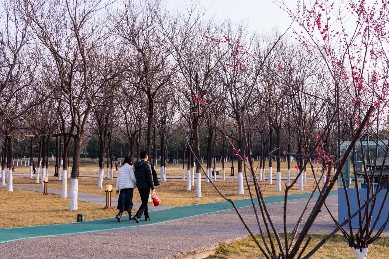 曲江早春赏花攻略 请签收!