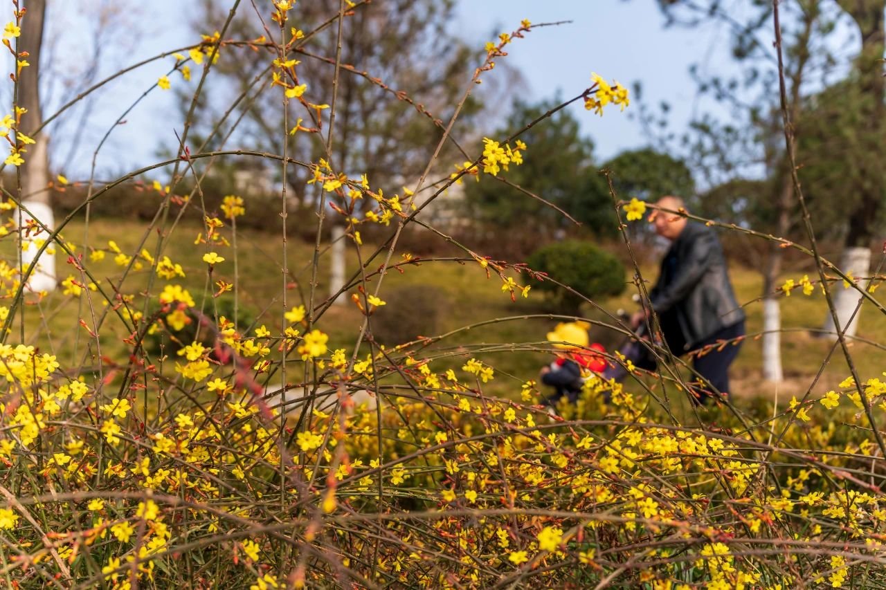 曲江早春赏花攻略 请签收!