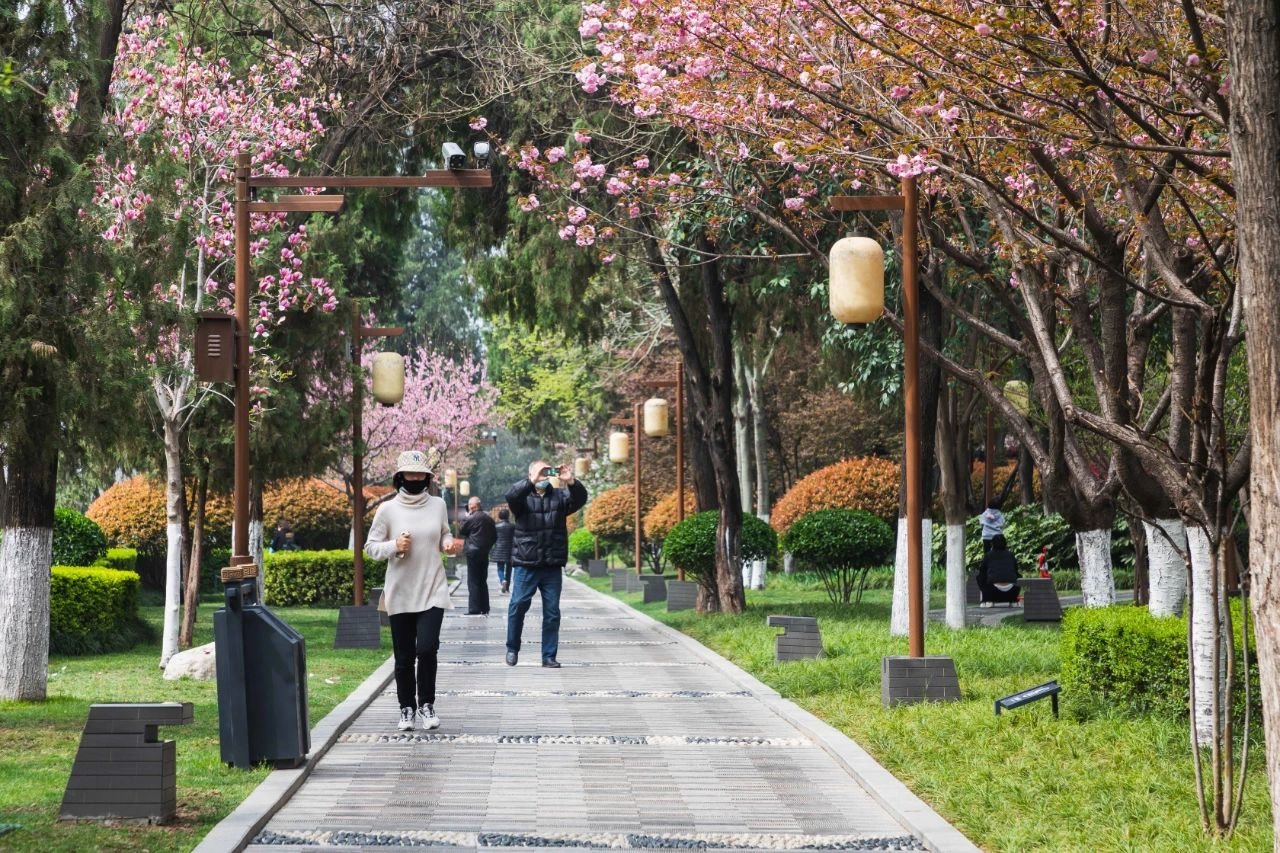 曲江早春赏花攻略 请签收!