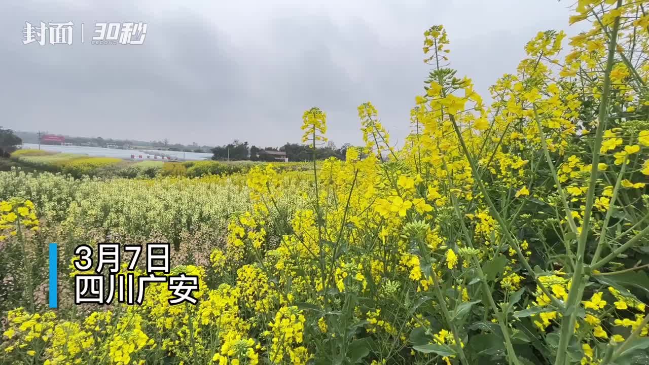 30秒｜春光正好 四川岳池将全力打造新时代高水平“天府粮仓”