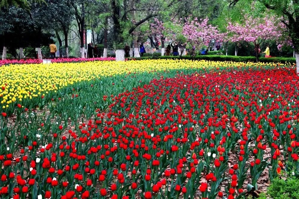 曲江早春赏花攻略 请签收!