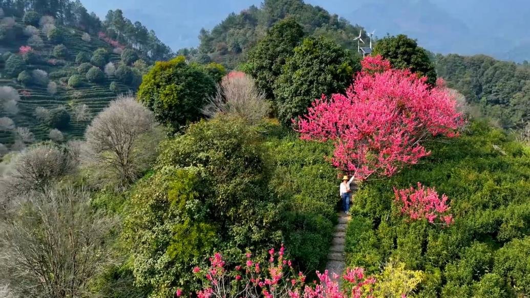 广西昭平：茶山春醒桃花开