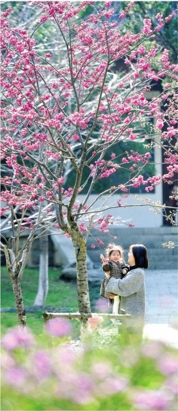 市民在堤角公园赏早樱。长江日报记者周超 摄