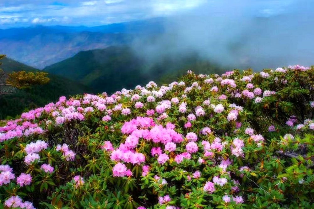 牛背梁国家级旅游度假区暨“花开 商洛&middot;康养柞水”宣传推介会在西安举行