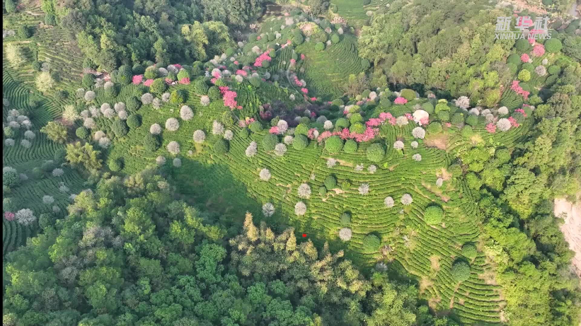 广西昭平：茶山春醒桃花开