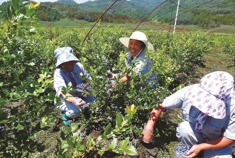 以“两山”理念为指导，产业振兴为引擎，白山市加快发展生态效益型特色农业，加快推进农业农村现代化。