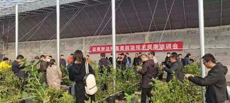 科技赋能青岛蓝莓产业高质量发展