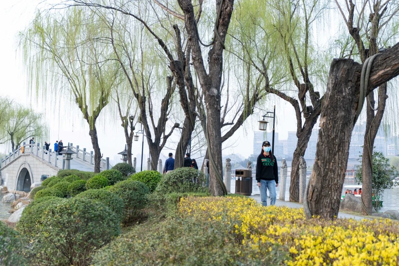 曲江早春赏花攻略 请签收!