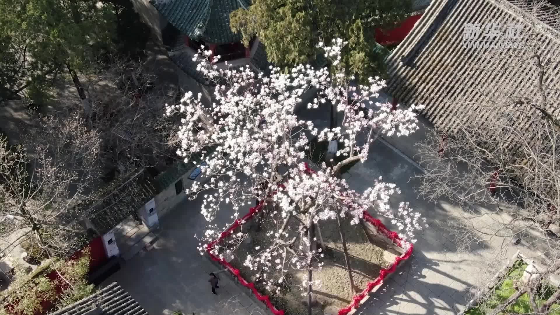 千城胜景丨陕西勉县:400余岁古旱莲绽放_凤凰网视频_凤凰网