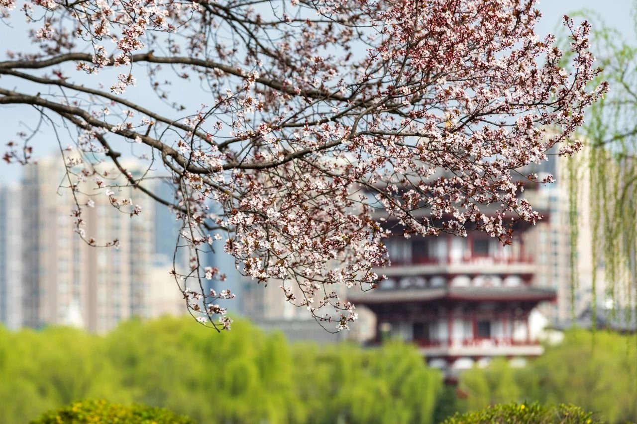 曲江早春赏花攻略 请签收!