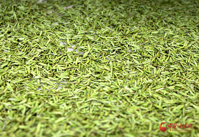 文县：春日百花艳 茶香最风华