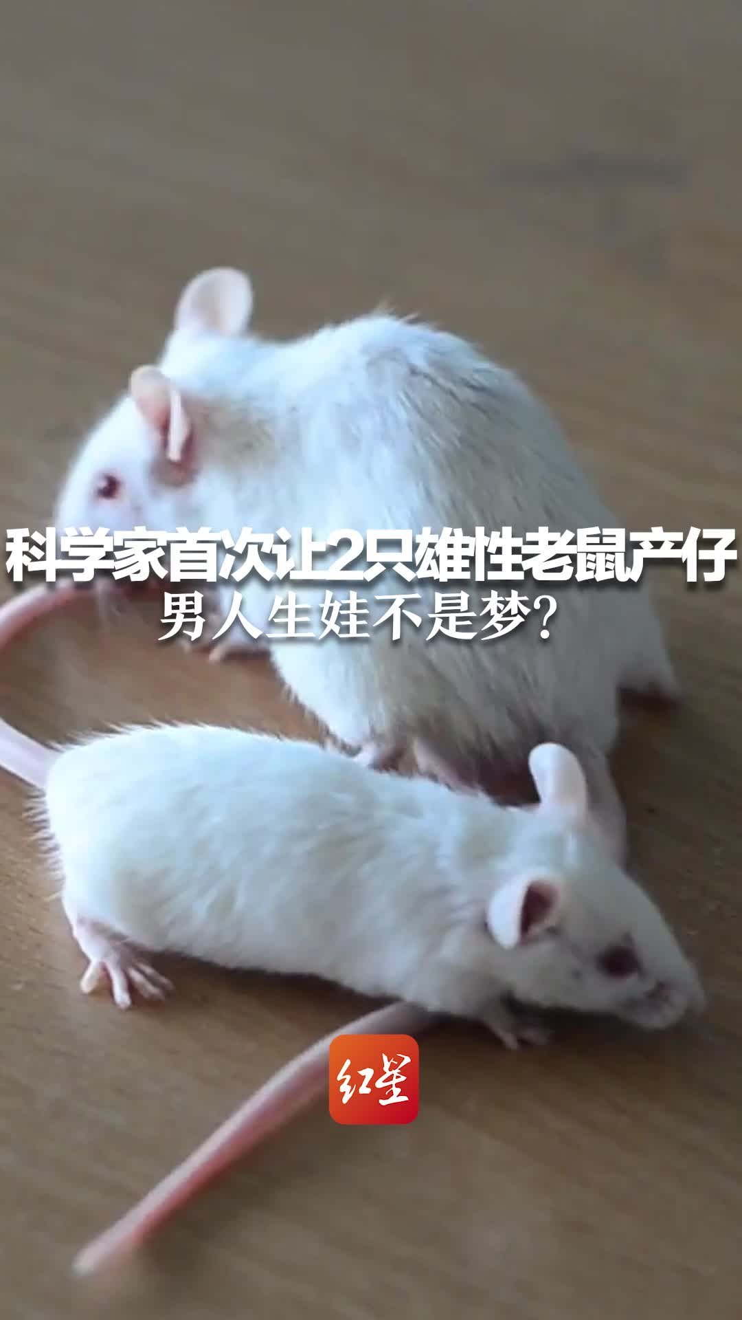 科学家首次让2只雄性老鼠产仔！男人生娃不是梦？