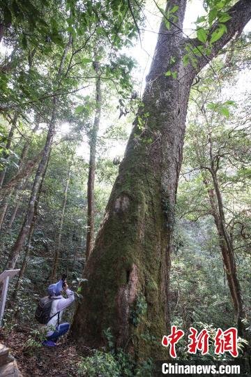 神奇！福建建瓯人工林成了古森林博物馆