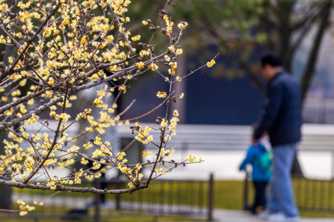 曲江早春赏花攻略 请签收!