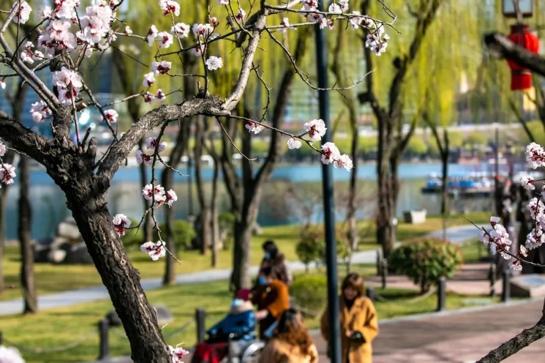 曲江早春赏花攻略 请签收!