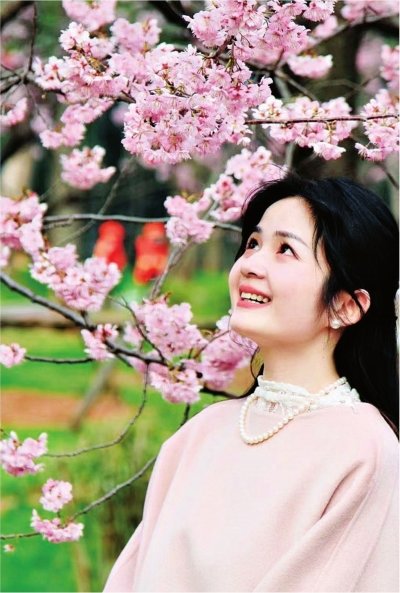 武汉东湖樱花园开园，游客前来观赏盛开的早樱。通讯员赵丽 摄