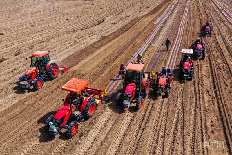 田间覆膜勾勒春耕画面（央广网发 陈坤 摄）