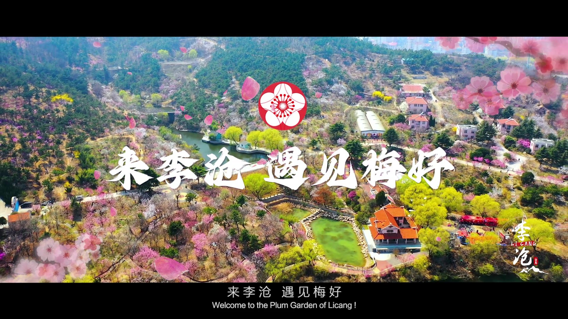 来李沧 遇见“梅”好 第二十三届中国·青岛梅花节宣传片