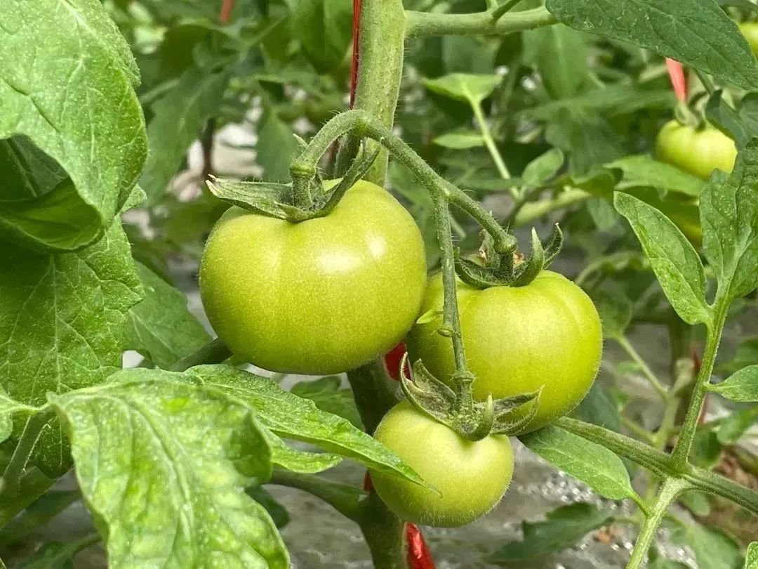 丰县常店镇果蔬大棚里的增收“密码”