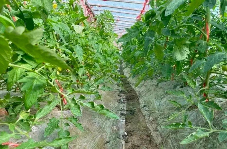 丰县常店镇果蔬大棚里的增收“密码”