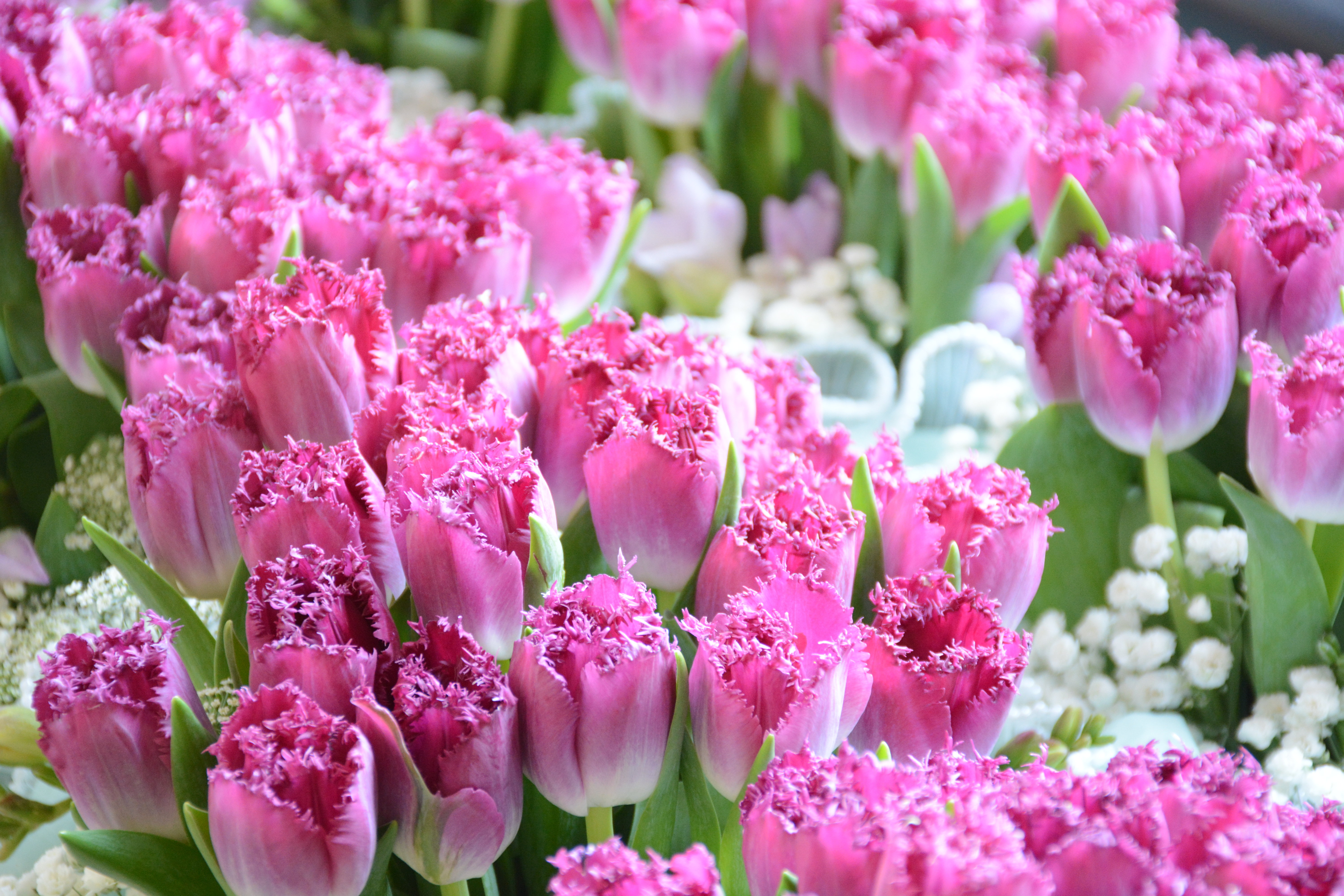 出门即赏花，何必去远方