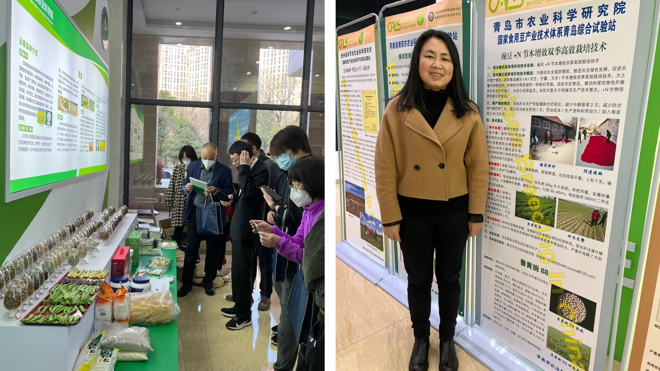 青岛市农科院豌豆节本增效技术成果正式发布