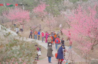 3月16日，第二十三届中国·青岛梅花节在十梅庵青岛梅园启动