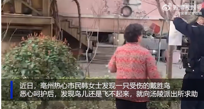 亳州热心市民悉心呵护受伤鸟儿 民警相助转运“就医”