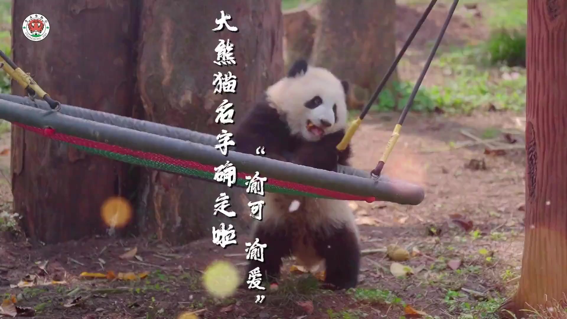 “渝可”“渝爱”！重庆动物园熊猫“名册”上新_凤凰网视频_凤凰网