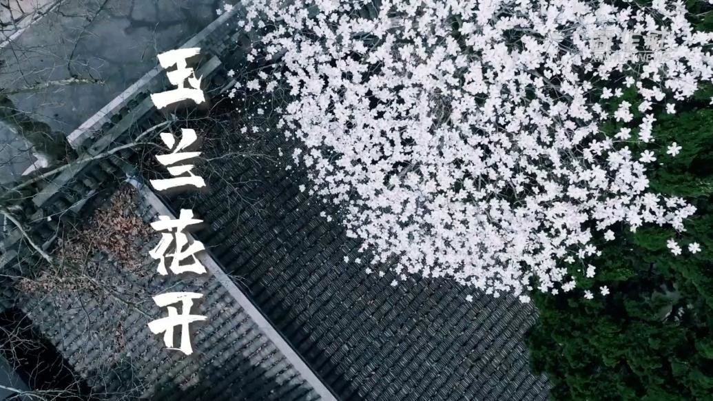 上海：玉兰花开春意浓