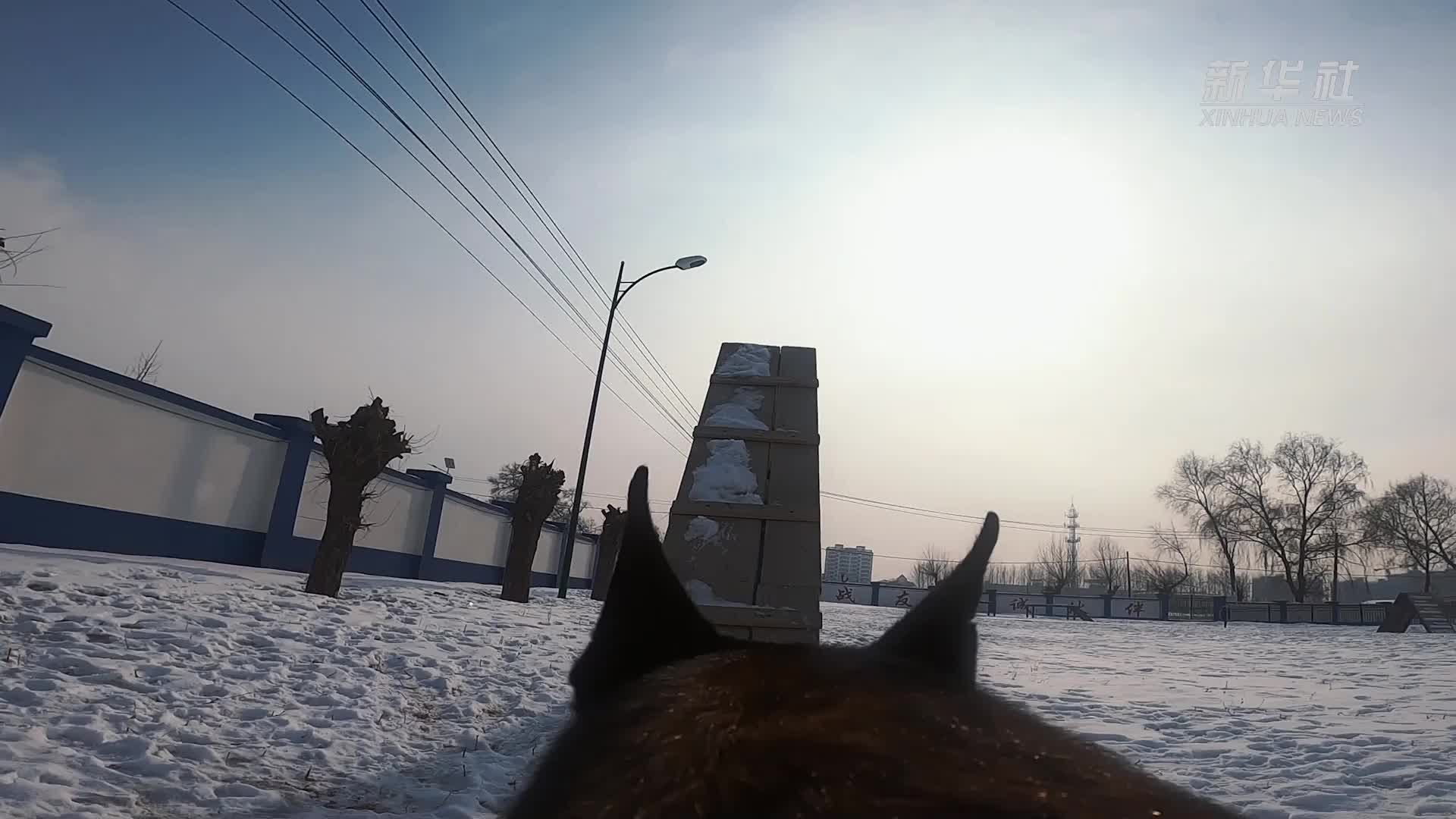 功勋犬来啦|警犬模范黑虎