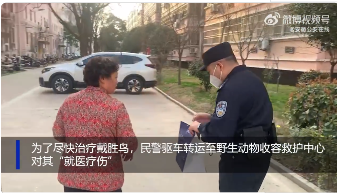 亳州热心市民悉心呵护受伤鸟儿 民警相助转运“就医”