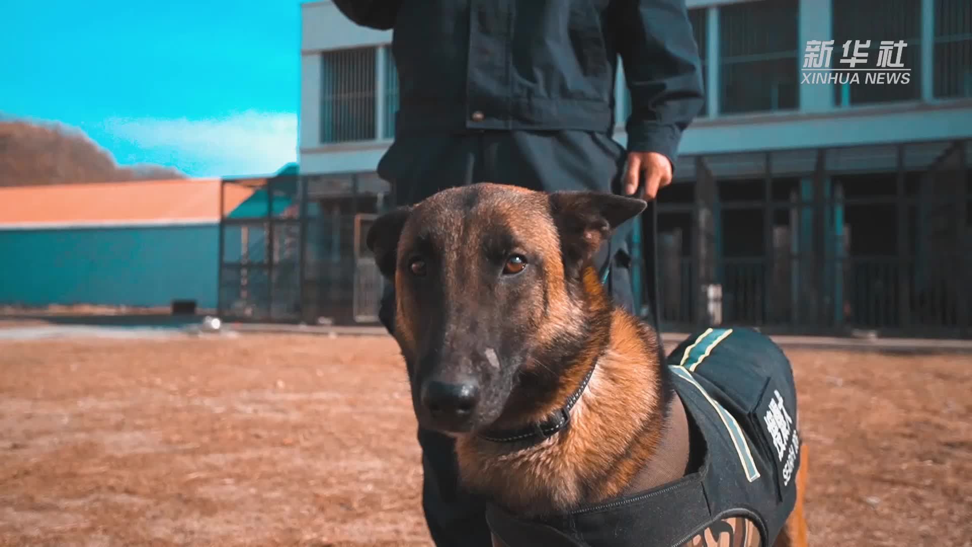 功勋犬来啦｜“巾帼”警犬师皮年