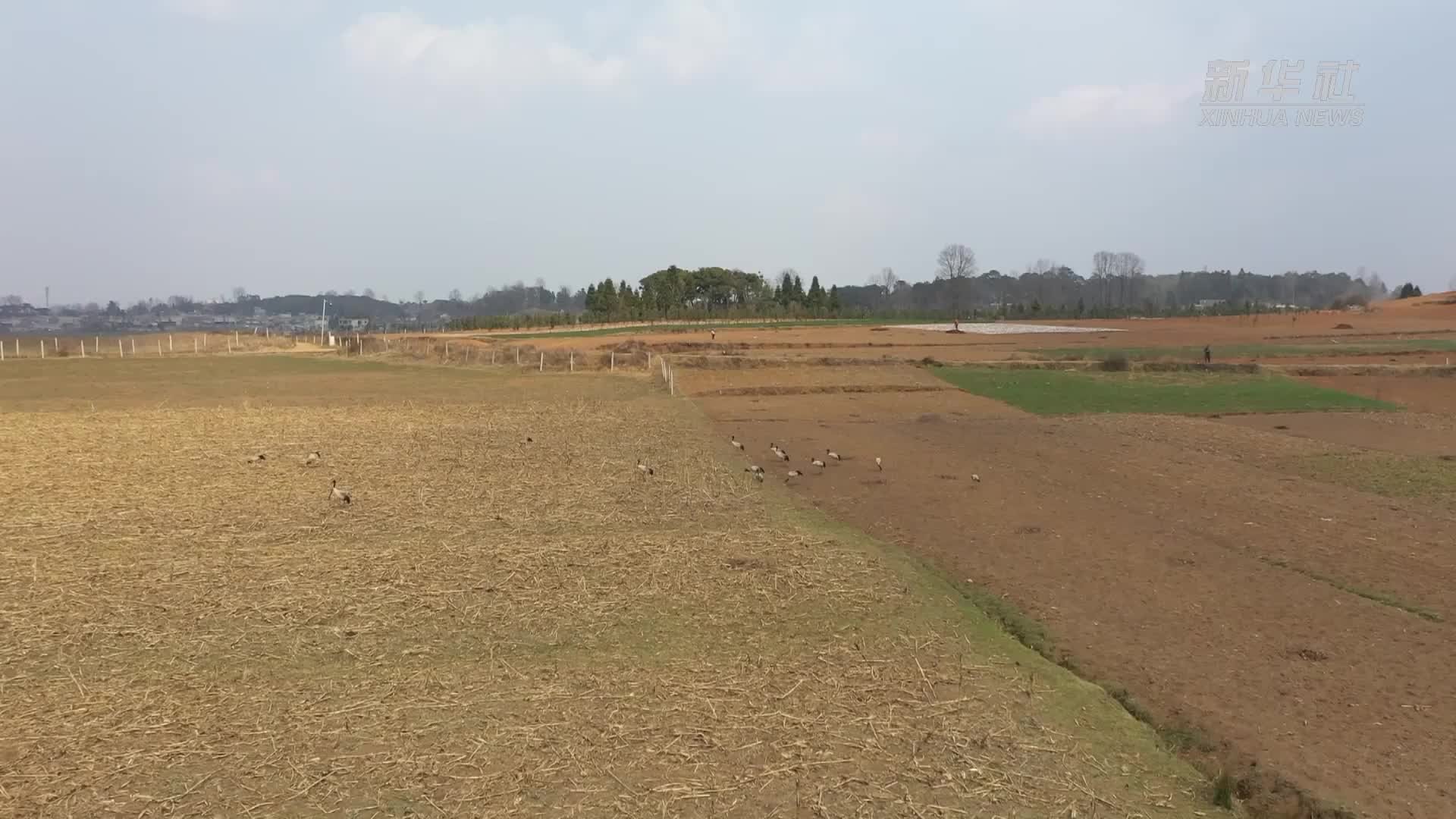 贵州草海：黑颈鹤等候鸟开启北迁旅途