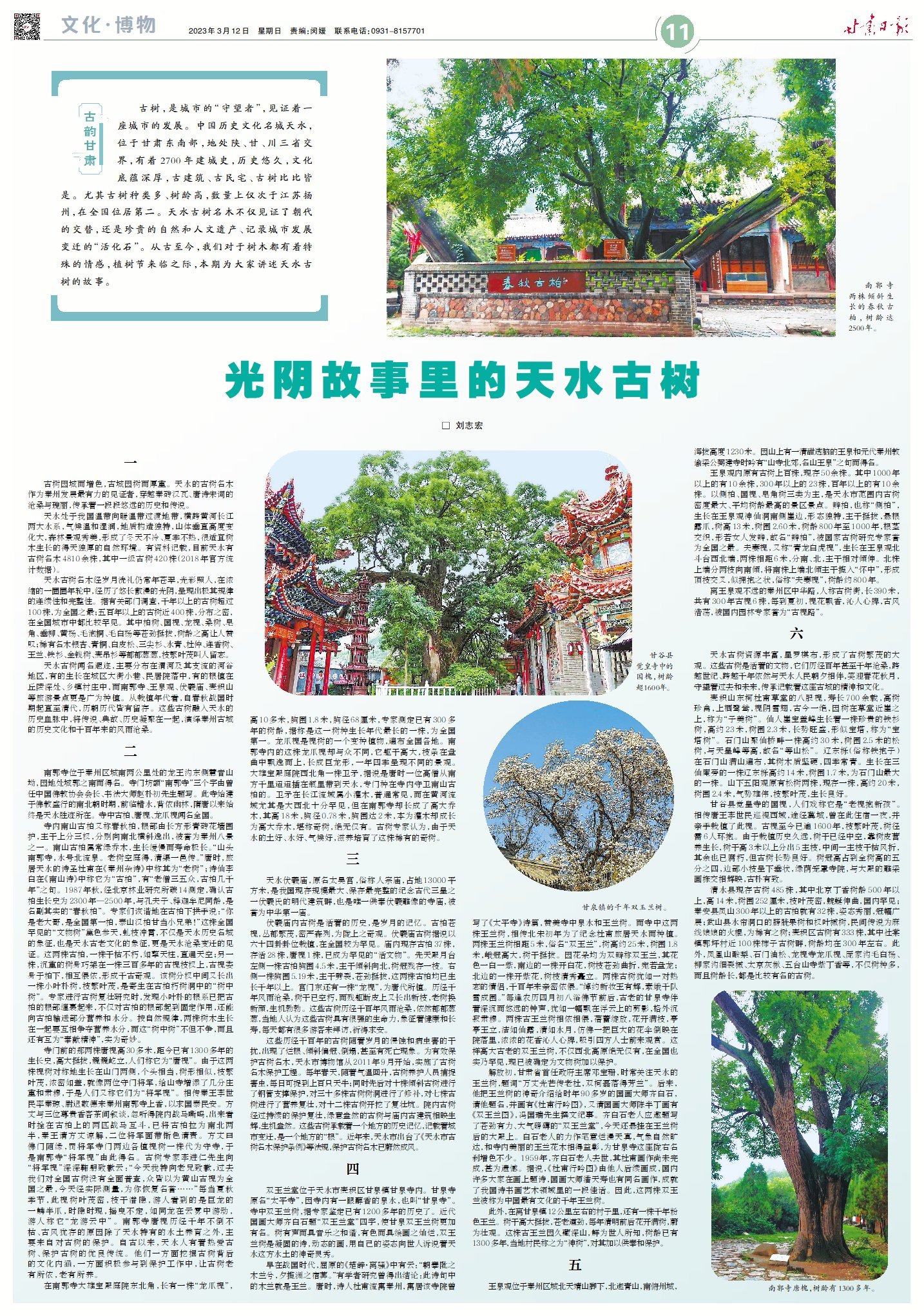 甘肃这座名城有全国第二多古树 听它们讲光阴的故事