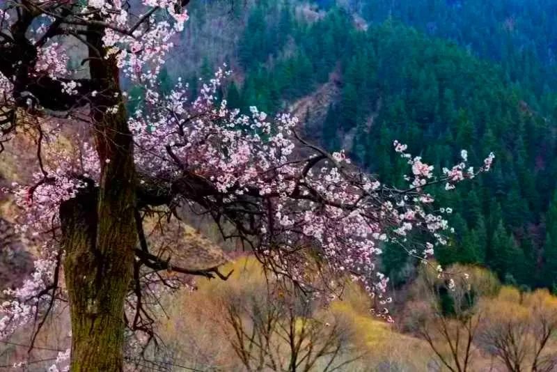杏花微雨(来源:天祝文旅)