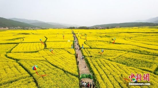 航拍美丽的金色油菜花海。6