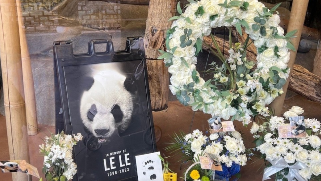 纪念大熊猫“乐乐”：鲜花照片摆满橱窗，还有手绘漫画