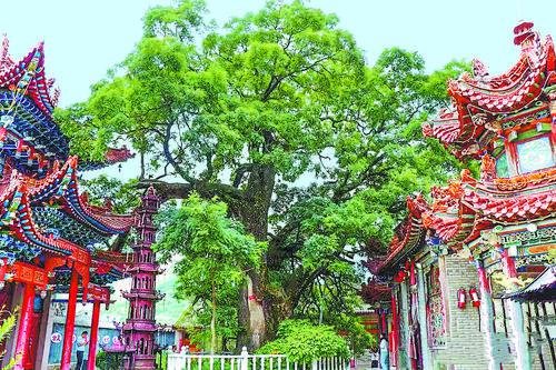 甘谷县觉皇寺中的国槐，树龄超1600年。