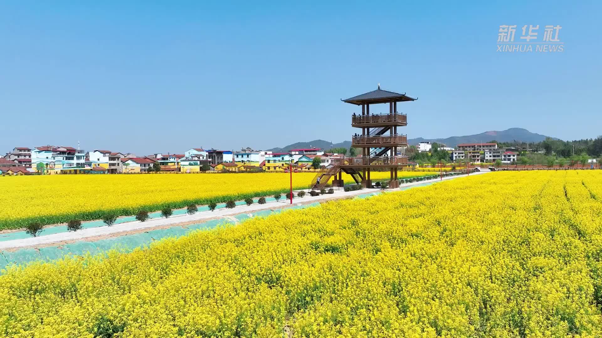 湖北咸宁:来自油菜花田里的春日明信片_凤凰网视频_凤凰网