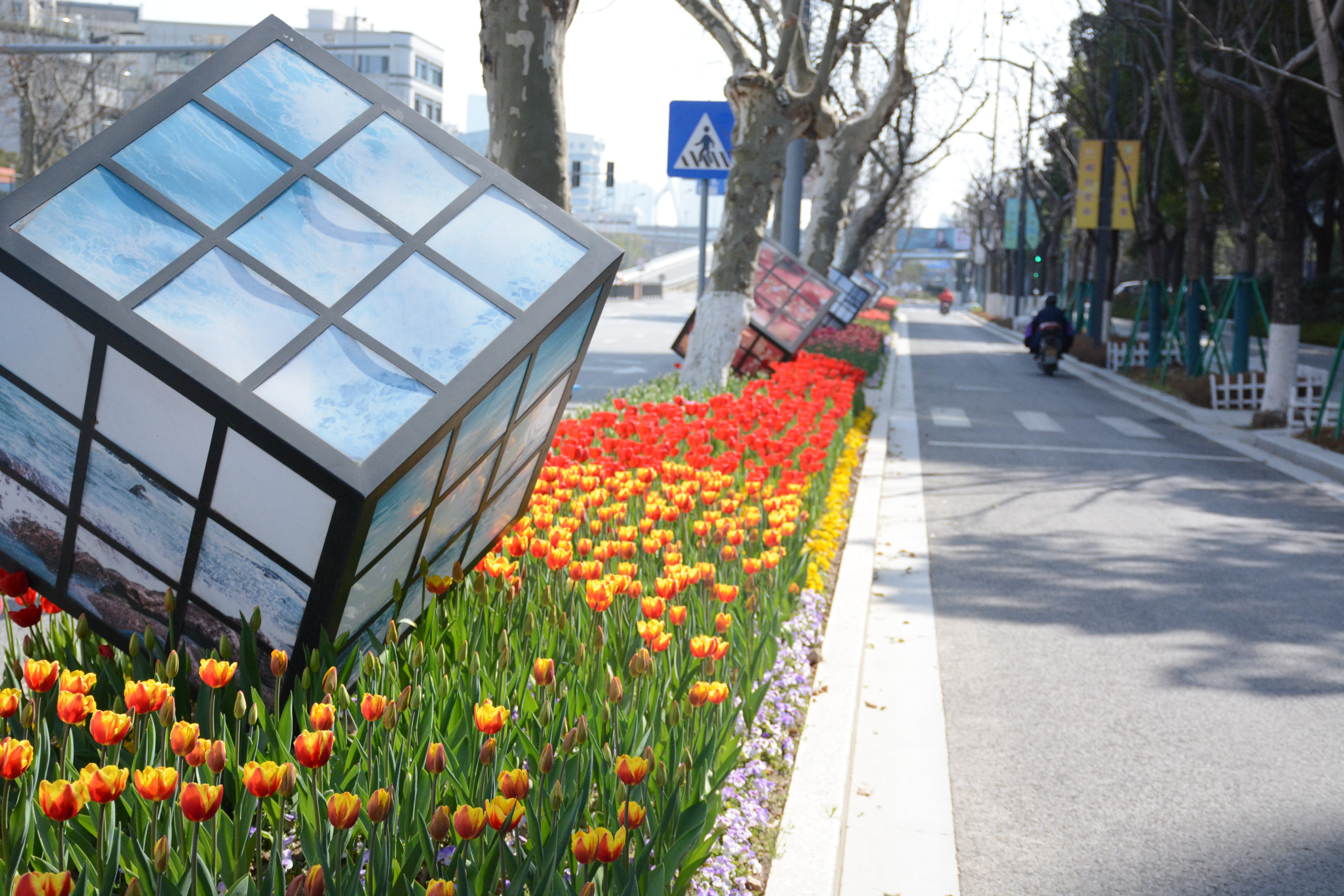 出门即赏花，何必去远方