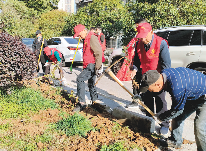 铜陵市铜官区友好社区：补种树木 扮靓家园