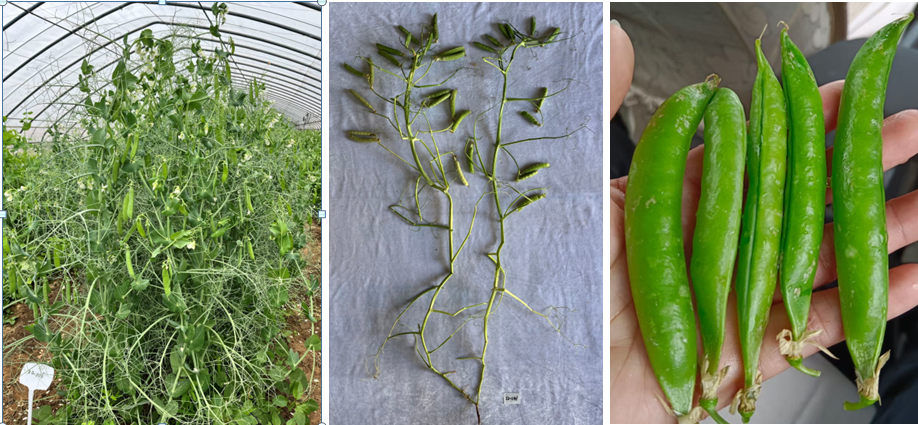 青岛市农科院豌豆节本增效技术成果正式发布