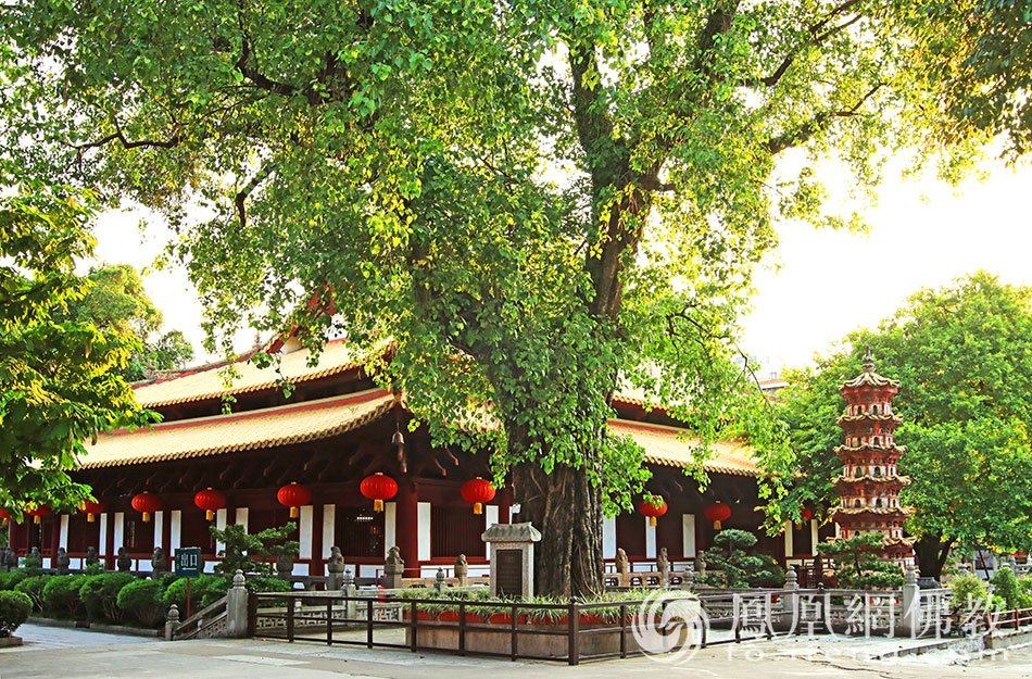 巡礼盛夏光孝:广州光孝寺陈韶辉参选作品|“云游寺院”摄影展