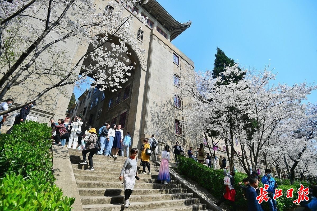 游客在武大赏樱。长江日报记者史伟 摄