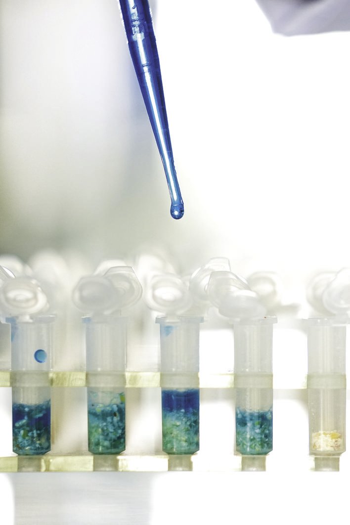 在吉林省宏泽现代农业有限公司实验室内，科研人员为要检测的玉米加注试剂。 张扬 摄